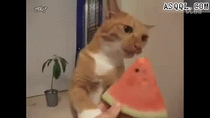 Jokes/Fun photo share sites the avatars avatar 2 dc shoes 